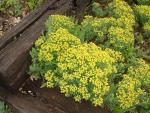 Euphorbia cyparissias